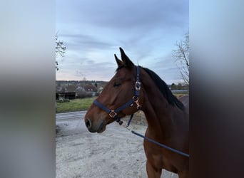 Oldenburg-International (OS), Mare, 7 years, 16,2 hh, Brown