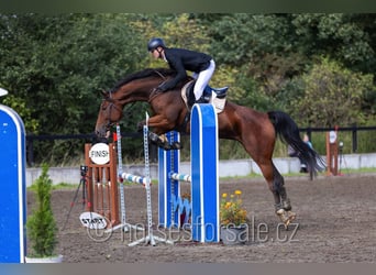 Oldenburg-International (OS), Mare, 7 years, 16,2 hh, Brown