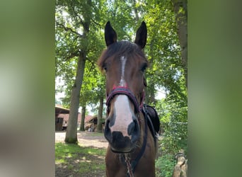 Oldenburg-International (OS), Mare, 7 years, 17.1 hh, Bay-Dark