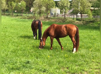 Oldenburg-International (OS), Mare, 7 years, 17 hh, Chestnut-Red