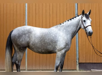 Oldenburg-International (OS), Mare, 7 years, 17 hh, Gray-Dapple