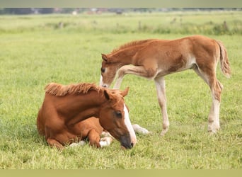Oldenburg-International (OS), Mare, 7 years, Chestnut-Red