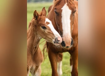Oldenburg-International (OS), Mare, 7 years, Chestnut-Red