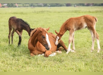 Oldenburg-International (OS), Mare, 7 years, Chestnut-Red