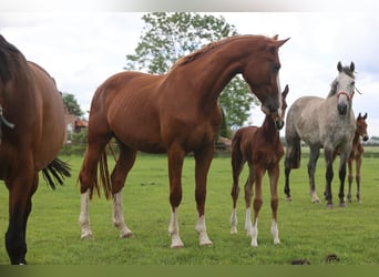 Oldenburg-International (OS), Mare, 7 years, Chestnut-Red