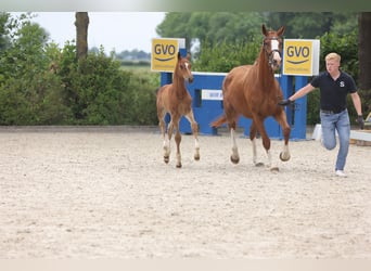 Oldenburg-International (OS), Mare, 7 years, Chestnut-Red