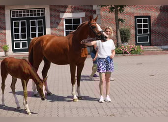 Oldenburg-International (OS), Mare, 7 years, Chestnut-Red