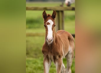 Oldenburg-International (OS), Mare, 7 years, Chestnut-Red