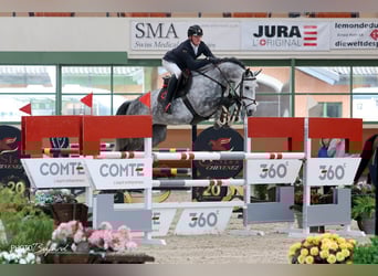 Oldenburg-International (OS), Mare, 7 years, Grey