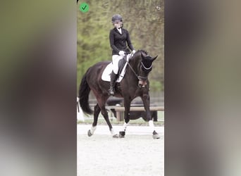 Oldenburg-International (OS), Mare, 8 years, 16.1 hh, Bay-Dark