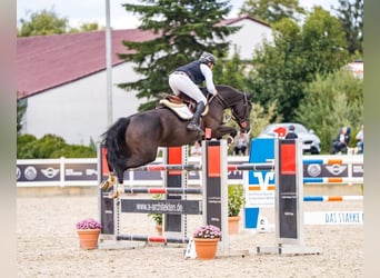 Oldenburg-International (OS), Mare, 8 years, 16.1 hh, Black