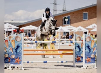 Oldenburg-International (OS), Mare, 8 years, 16.2 hh