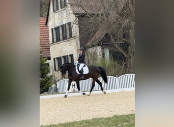 Oldenburg-International (OS), Mare, 8 years, 16 hh, Bay-Dark