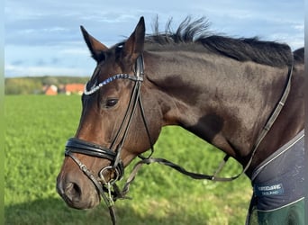 Oldenburg-International (OS), Mare, 8 years, 16 hh, Bay-Dark