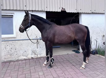 Oldenburg-International (OS), Mare, 8 years, 16 hh, Bay-Dark