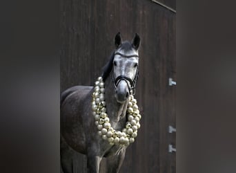 Oldenburg-International (OS), Mare, 8 years, 16 hh, Can be white