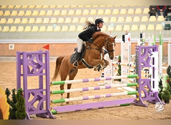 Oldenburg-International (OS), Mare, 8 years, 16 hh, Chestnut-Red