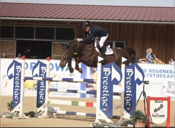 Oldenburg-International (OS), Mare, 8 years, 16,1 hh, Bay-Dark