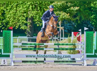 Oldenburg-International (OS), Mare, 8 years, 16,1 hh, Brown