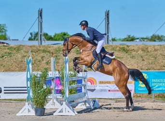 Oldenburg-International (OS), Mare, 8 years, 16,1 hh, Brown