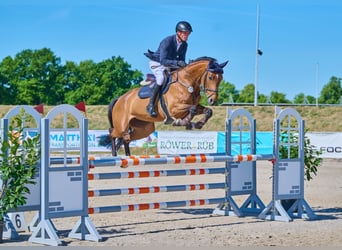 Oldenburg-International (OS), Mare, 8 years, 16,1 hh, Brown
