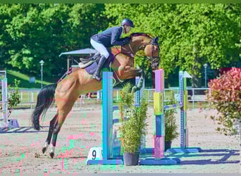 Oldenburg-International (OS), Mare, 8 years, 16,1 hh, Brown