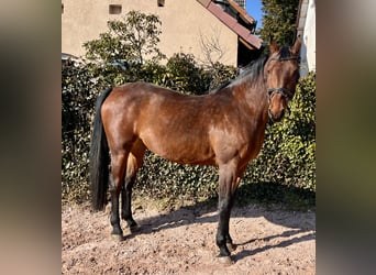 Oldenburg-International (OS), Mare, 8 years, 16,2 hh, Brown