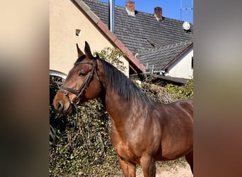 Oldenburg-International (OS), Mare, 8 years, 16,2 hh, Brown