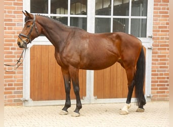 Oldenburg-International (OS), Mare, 8 years, 16,3 hh, Brown