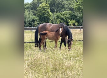 Oldenburg-International (OS), Mare, 8 years, 16,3 hh, Brown