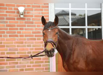 Oldenburg-International (OS), Mare, 8 years, 16,3 hh, Brown