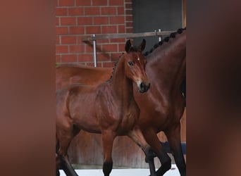 Oldenburg-International (OS), Mare, 8 years, 16,3 hh, Brown