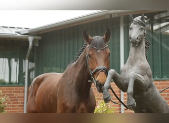 Oldenburg-International (OS), Mare, 8 years, 16,3 hh, Brown