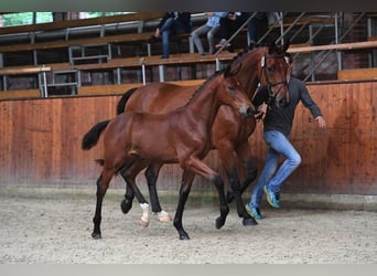 Oldenburg-International (OS), Mare, 8 years, 16,3 hh, Brown