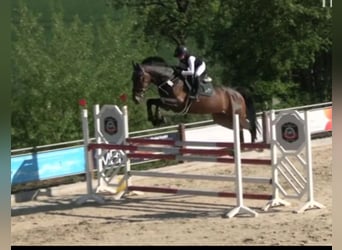 Oldenburg-International (OS), Mare, 8 years, 17.1 hh, Bay-Dark
