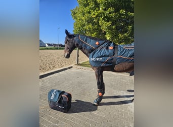 Oldenburg-International (OS), Mare, 8 years, 17.1 hh, Bay-Dark