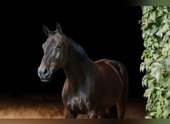 Oldenburg-International (OS), Mare, 8 years, 17 hh, Smoky-Black