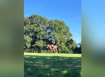 Oldenburg-International (OS), Mare, 9 years, 15,3 hh, Chestnut-Red