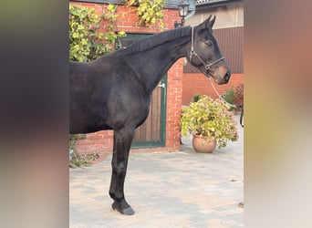 Oldenburg-International (OS), Mare, 9 years, 16.1 hh, Bay-Dark