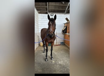 Oldenburg-International (OS), Mare, 9 years, 16.1 hh, Brown