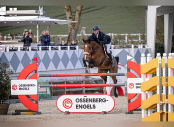 Oldenburg-International (OS), Mare, 9 years, 16.1 hh, Brown
