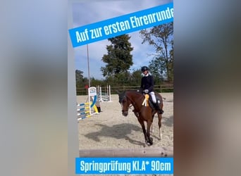 Oldenburg-International (OS), Mare, 9 years, 16.1 hh, Brown
