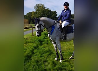 Oldenburg-International (OS), Mare, 9 years, 16.1 hh, Grey