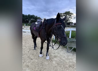 Oldenburg-International (OS), Mare, 9 years, 16.2 hh, Black