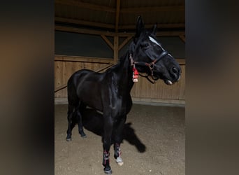 Oldenburg-International (OS), Mare, 9 years, 16.2 hh, Black