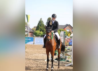 Oldenburg-International (OS), Mare, 9 years, 16 hh, Bay-Dark