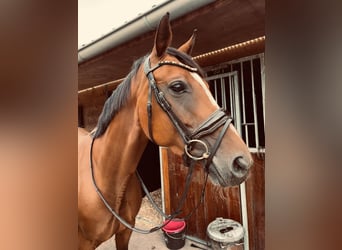 Oldenburg-International (OS), Mare, 9 years, 16 hh, Brown