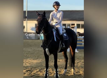 Oldenburg-International (OS), Mare, 9 years, 16,3 hh, Bay-Dark