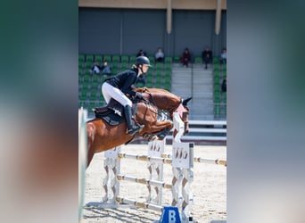 Oldenburg-International (OS), Mare, 9 years, Chestnut