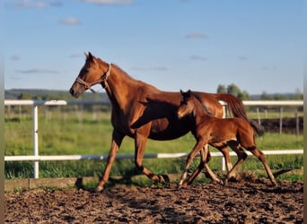 Oldenburg-International (OS), Mare, , 15,2 hh, Brown
